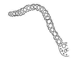 Zygodon rufescens, cross-section of laminal cells including partial costa.
 Image: R.C. Wagstaff © Landcare Research 2017 